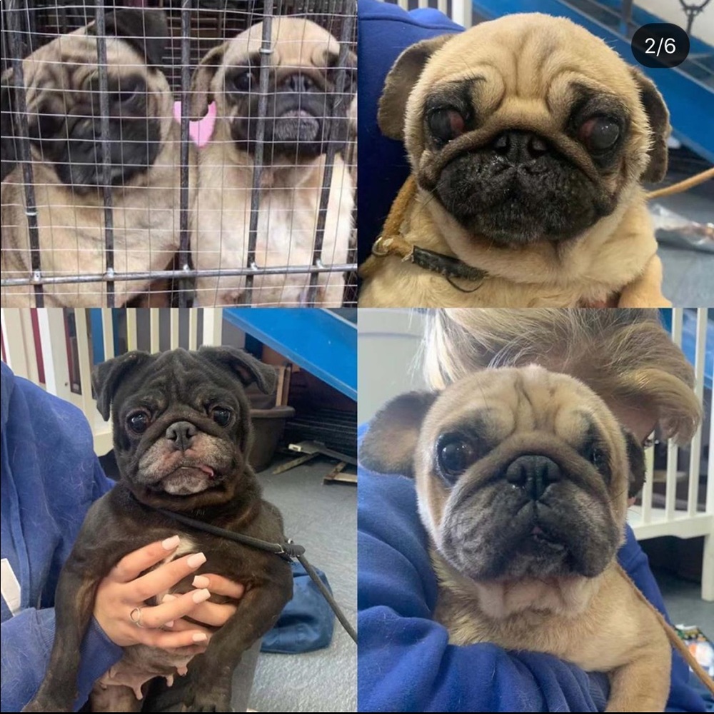 I’m donating portions of all my profits to animals - Picture 3 of 5